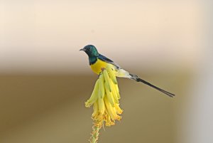 Nile valley sunbird