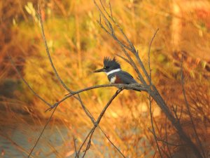 Belted kingfisher (Megaceryle alcyon) (5)b.JPG