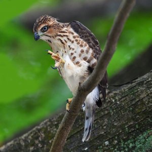 Juvenile Crested goshawk