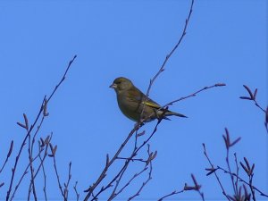 Greenfinch