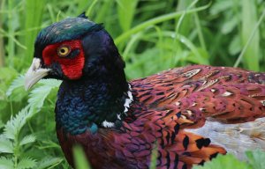 Pheasant (M)