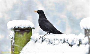 Blackbird in the Snow.