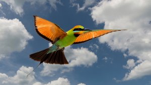 rainbow bee eater.jpg