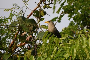 Green Malkoha