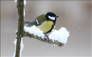 Great Tit 9G2A0613.jpg