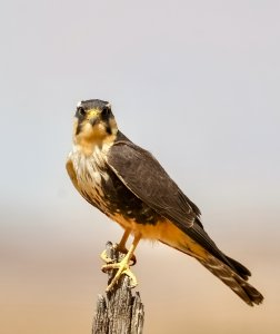 Aplomado Falcon.jpg