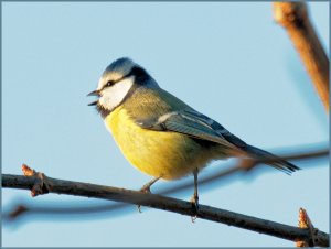 Blue Tit