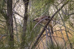 Spotted Bowerbird