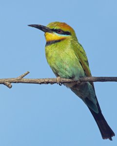 Rainbow Bee-eater