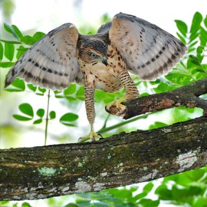 A hungry bird is an angry bird