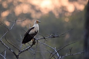 Palm-nut Vulture