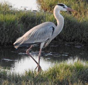 Grey Heron