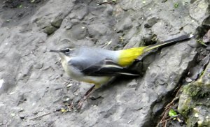 Female Grey Wagtail