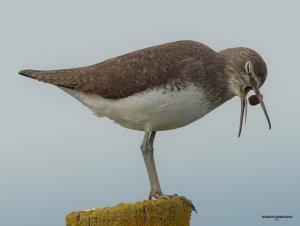 Green Sandpiper