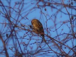 Lesser Redpoll