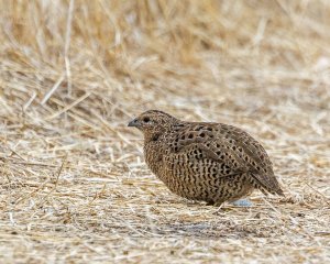 Brown Quail