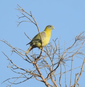 Yellow-footed Green Pigeon