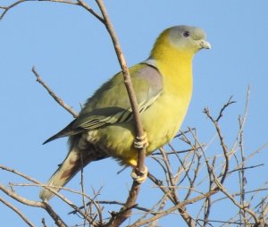 Yellow-footed Green Pigeon