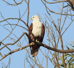 Brahminy Kite