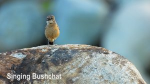 Singing Pied Bushchats (female and male)