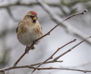 Lesser Redpoll