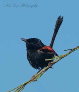 Red-backed Fairy-wren ( M )