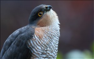 Sparrow Hawk 9G2A9359.jpg