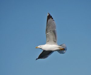 Yellow-legged Gull