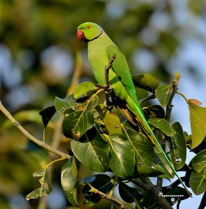 Parakeet