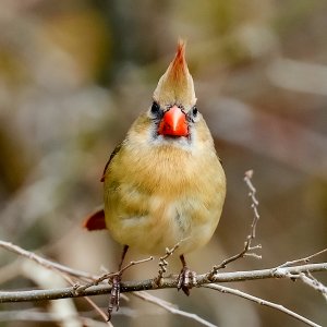 Northern Cardinal (female).jpg