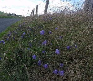 Hare Bells