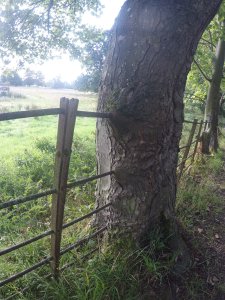Tree with Fence through it!!
