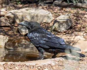 Australian Raven