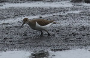 Common Sandpiper in the rain