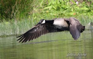 Canada Goose