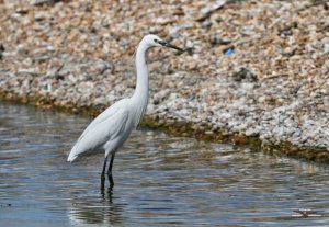 Little Egret 2161.jpg