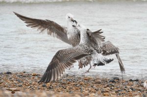 Herring Gulls 3007.jpg