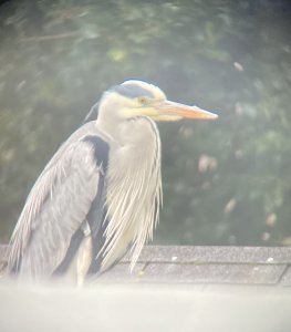 Heron