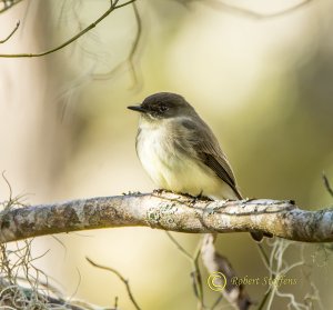 Eastern Phoebe