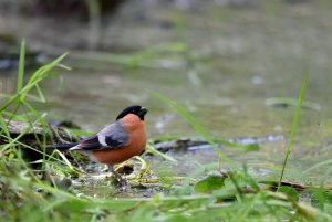 Bullfinch ♂.jpg