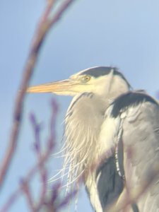 Heron