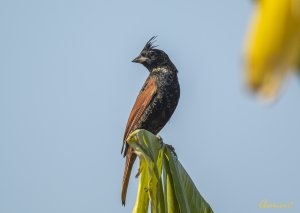 Crested Bunting