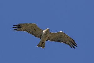 Short-toed eagle (juvenile)