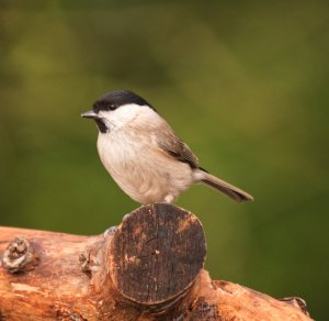 Marsh tit.jpg