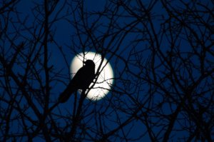 Hooded crow against the moon