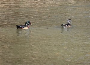 Wood Ducks (male & female).jpg