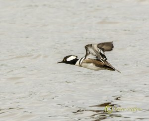 Hooded Merganser, Male