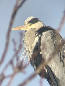 Heron On Neighbours Chimney