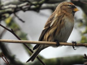 Lesser Redpoll female