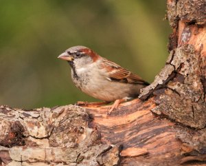 House Sparrow .jpg